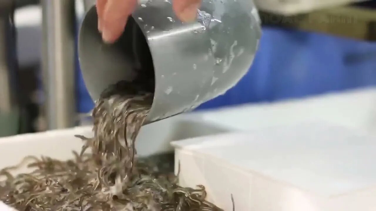 How Japanese Farming Million of Eel and Harvesting Them