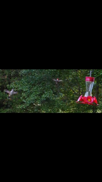 SMALLEST RUMBLE MATCH HUMMINGBIRD VS HUMMINGBIRD