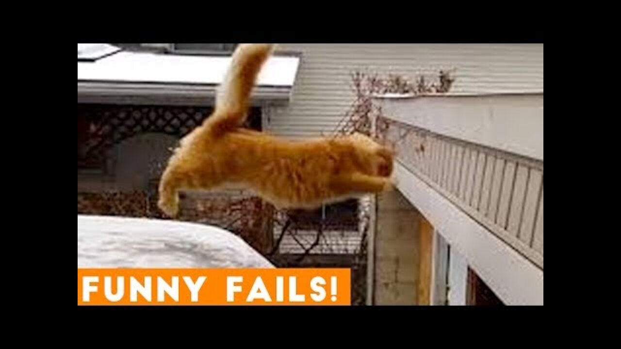 TRY NOT to LAUGH Animals FUNNY PET FAILS Compilation 2020 | Epic Pet Videos & Moments