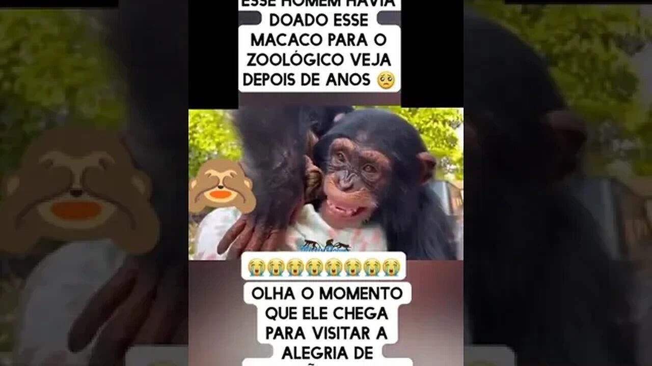 Emocionante #macaco