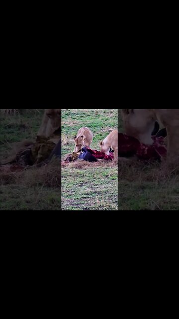 Lionesses Feast On Wildebeest #shorts | #ShortsAfrica