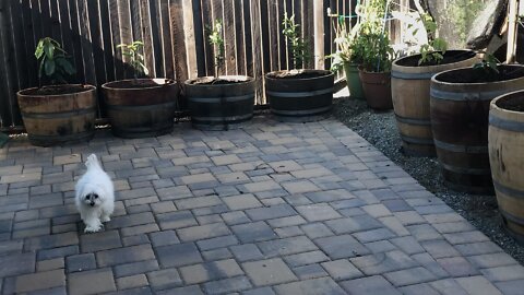 16 wines barrels 16 fruits trees