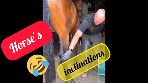 Grooming horses' hooves makes the horse feel calmer