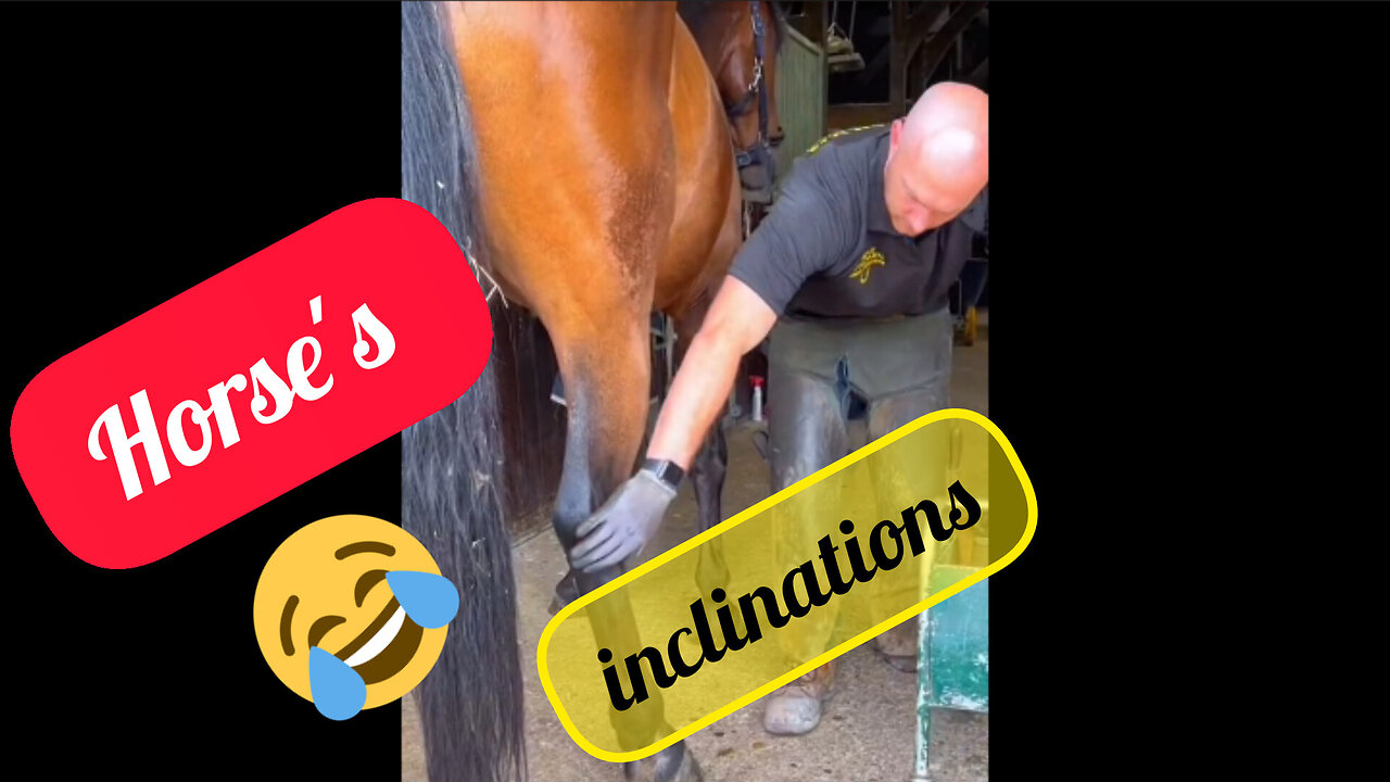 Grooming horses' hooves makes the horse feel calmer