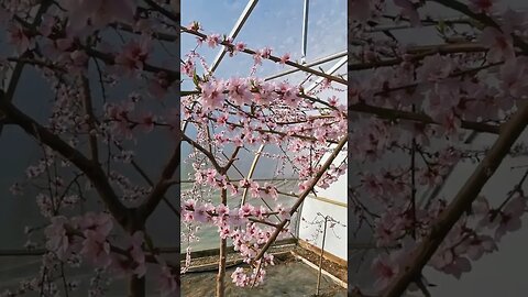 Peaches Inside the Greenhouse