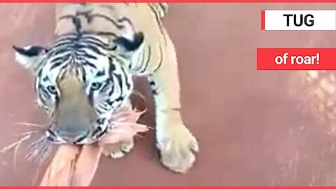 Tourists left terrified after a tiger traps their bus and chases them