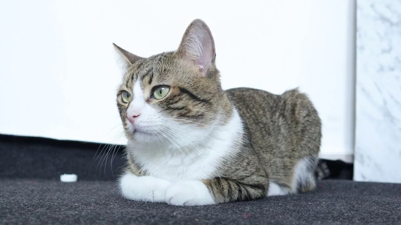 A Quiet Cute Cat Loaf Sits on the Floor