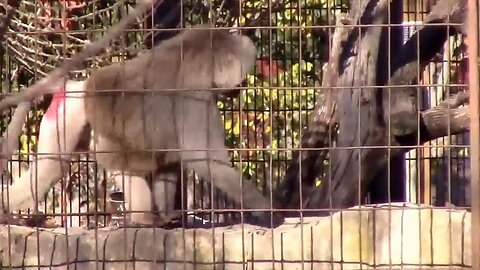 A Very Loud Angry Baboon Letting Off Steam