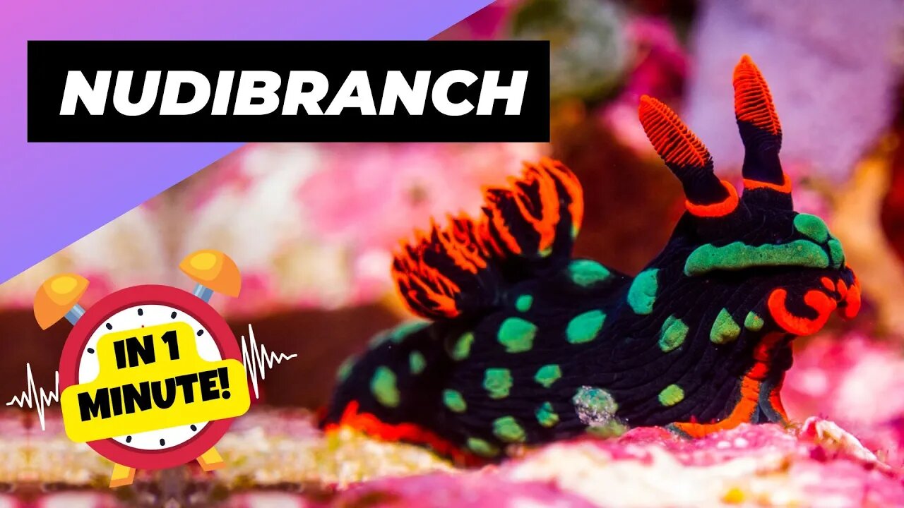 Nudibranch - In 1 Minute! 🌊 One Of The Most Beautiful Sea Creatures | 1 Minute Animals