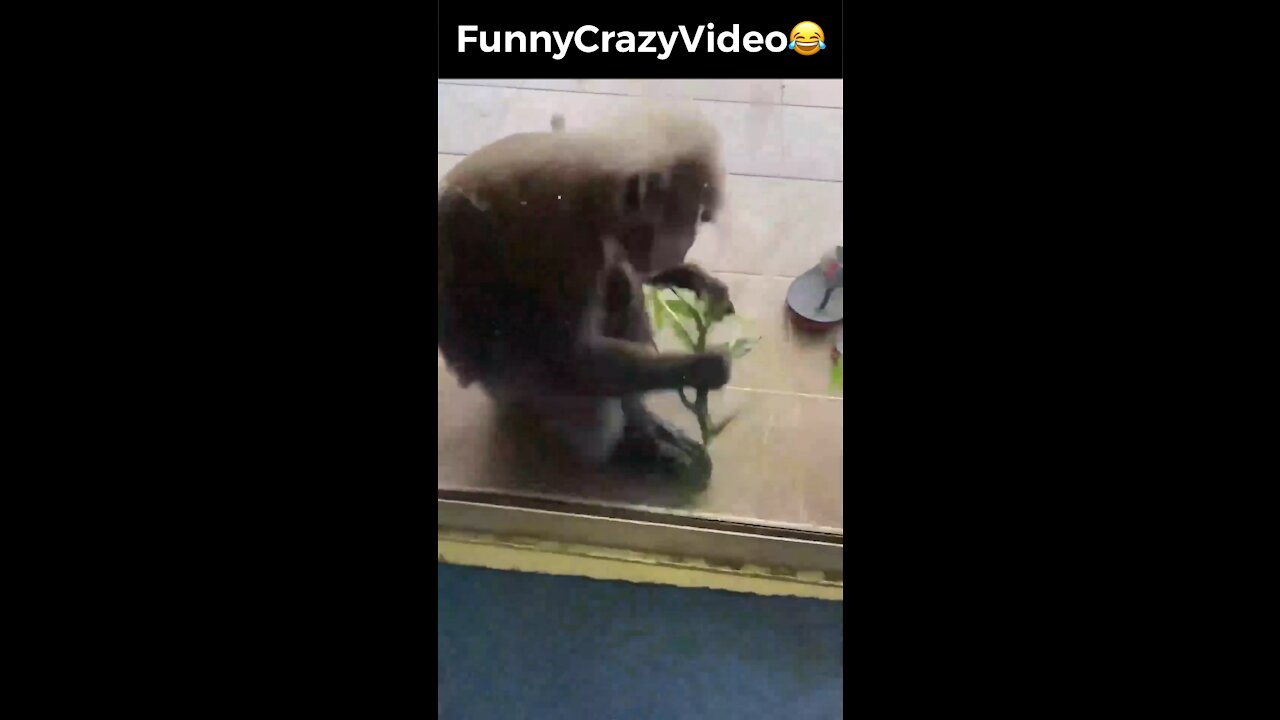 Mr FunnyCrazyVideo😂 Just Incredible Video Funny and Crazy #Like Follow for Follow 🥰