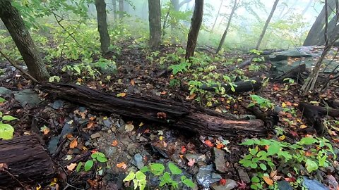 Foggy day at Shenandoah nat'l park