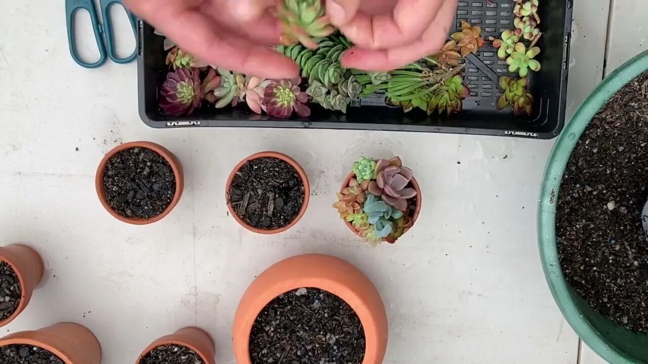 Easy Succulent Garden In A Pot Arrangement For Christmas, Birthday, Mother's/Father's Day Gift