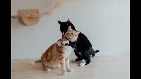 Cat Battle