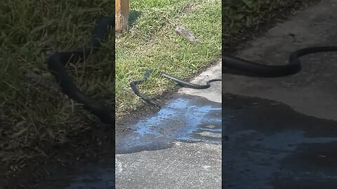 Bonus Thirsty black racer snake! #snake #thirsty #bonus