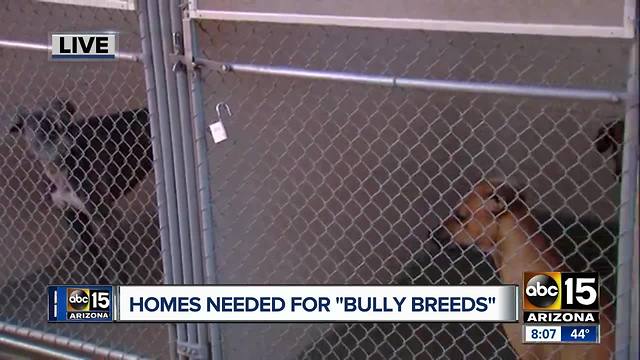 Homes needed for "bully breeds"