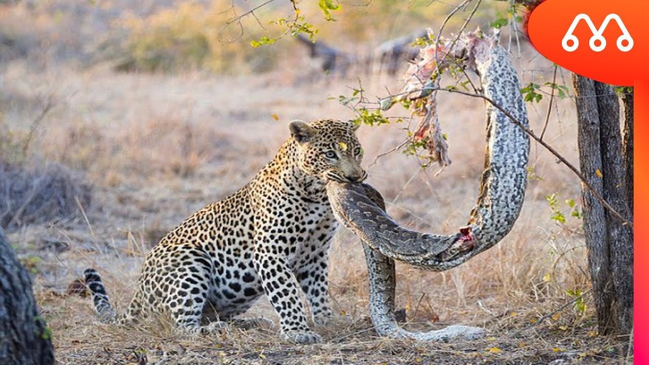 Things from the Pantanal - Jaguar sighting with anaconda in its mouth