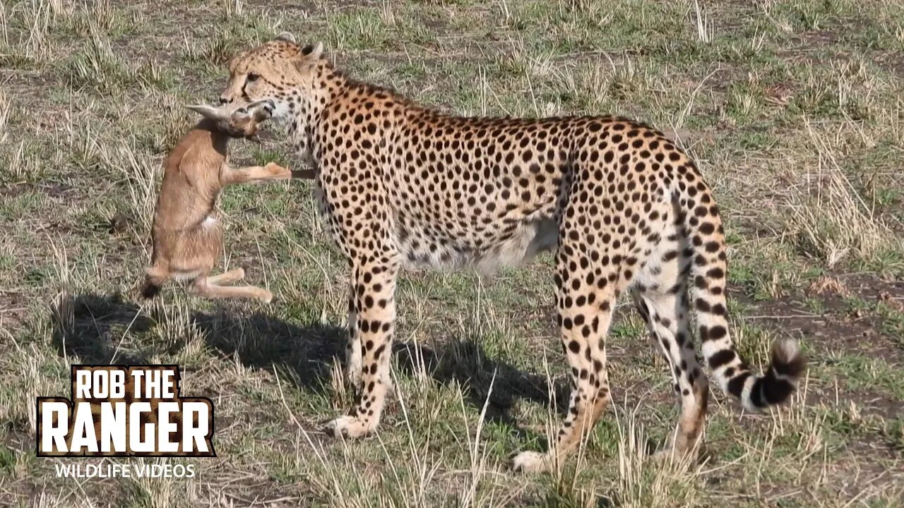 Cheetah Catches And Eats A Gazelle Fawn | Maasai Mara Safari | Zebra Plains