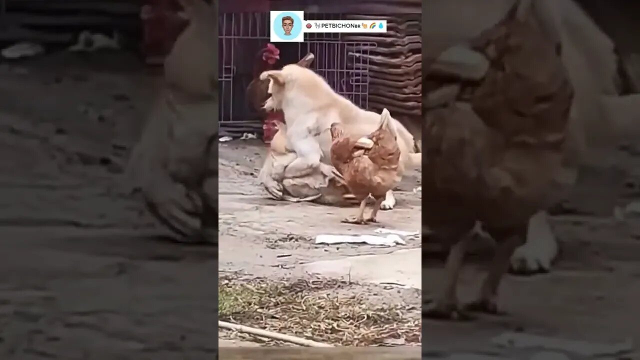 O pau quebrou entre cachorro e um galo