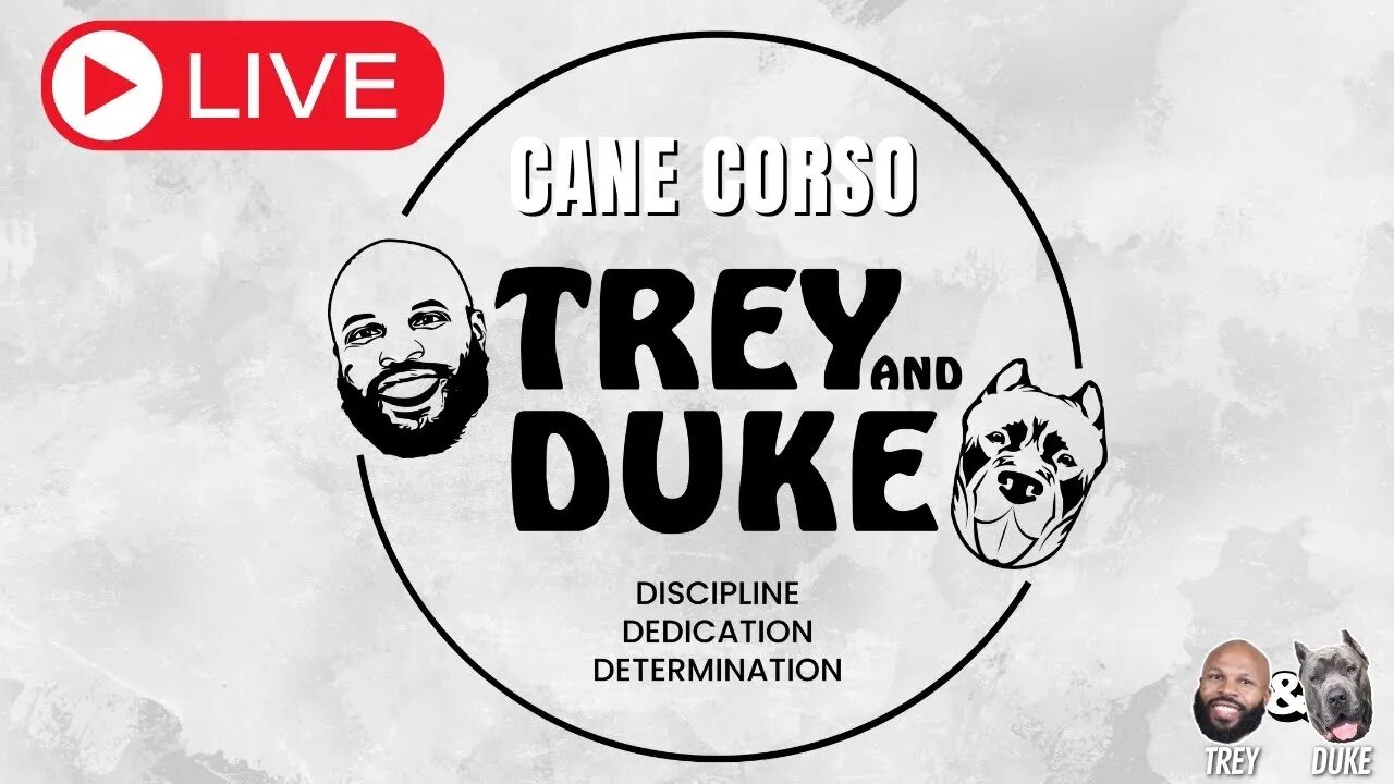 Trey and Duke Live! Cane Corso Talk | Boarding, Socialization and More! 🐾❤️