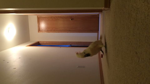 "Bird Alarm: A Cockatoo Pet Bird Runs Around A Hallway Yelling"