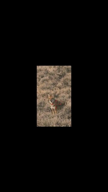 Hunting Coyotes #shorts #dog #animals #hunter #168