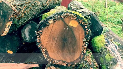 Trailer - It's gotta go - Secure Big Tree Felling