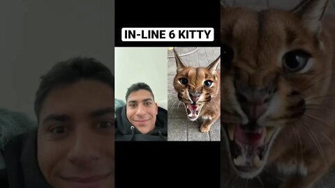 I tried to tame the cat…