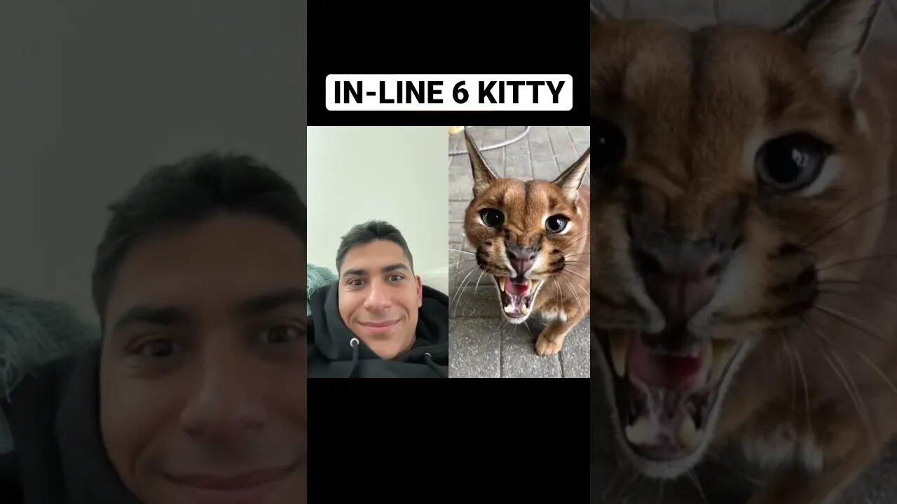 I tried to tame the cat…