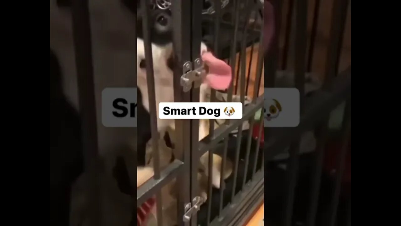 SMART DOG 🐶