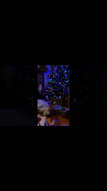 Moms wrapping and I’m snuggling my sister she’s always so fluffy and warm! #Shorts