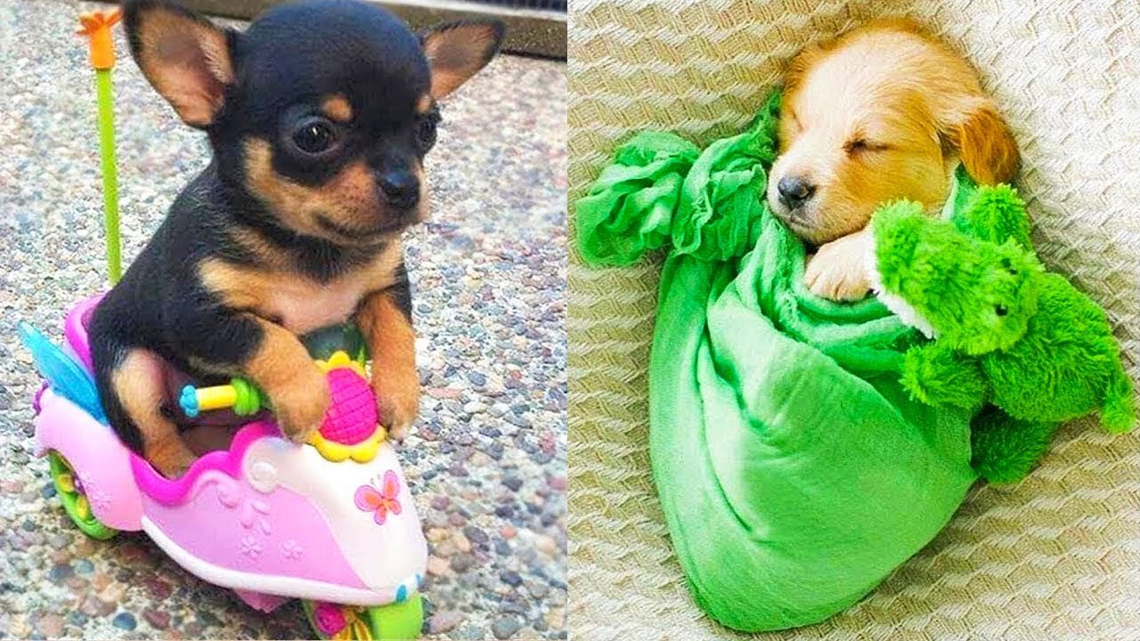 Baby Dogs - Cute and Funny Dog Videos Compilation 29