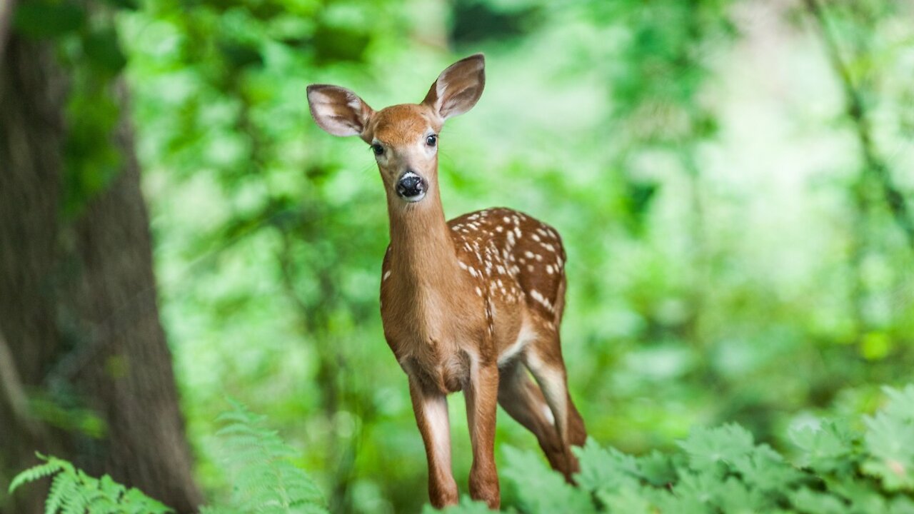 pack of deer and deer