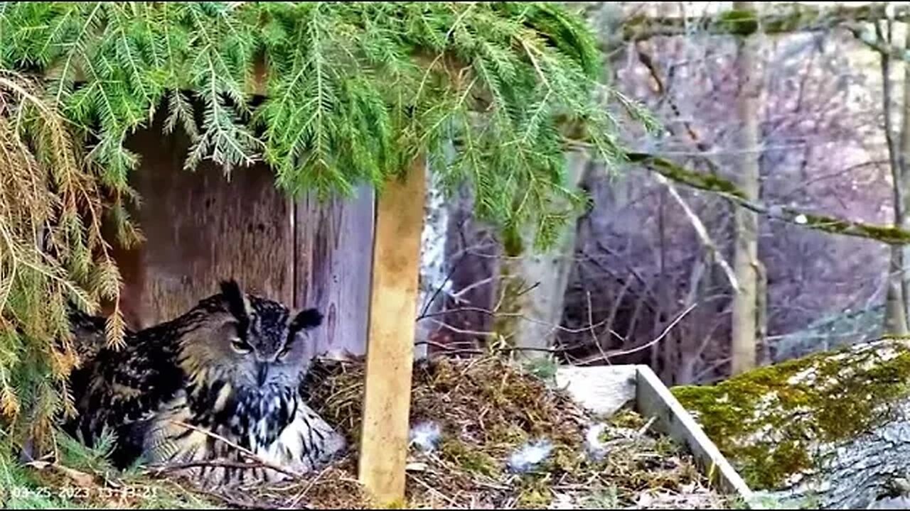 Pulling More Brood Feathers 🦉 03/25/23 13:32