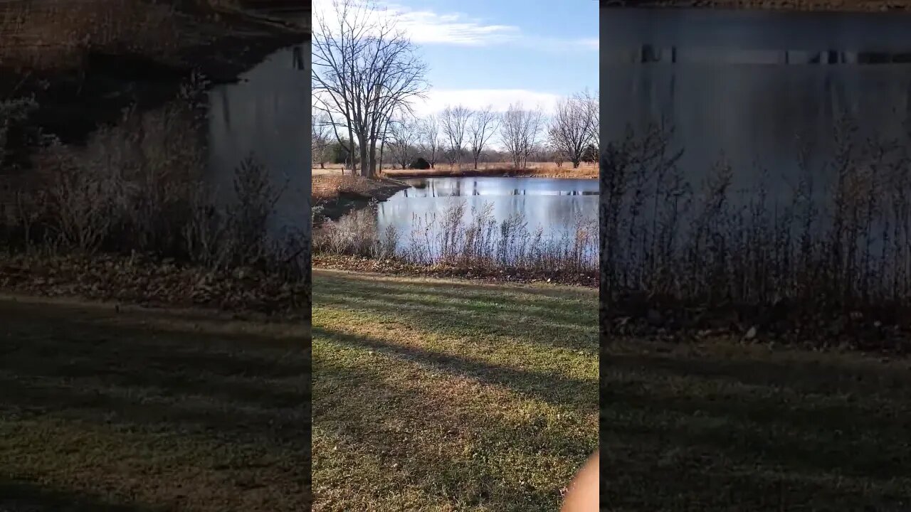 beautiful pond in park.