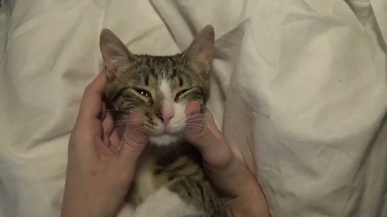 Cute Little Cat Puts His Paws Behind the Ears