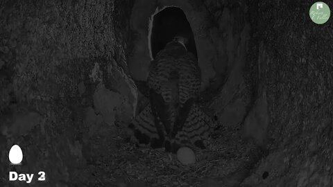 Kestrels Brave it Out After Several Brutal Raids on their Nest by Tawny Owls and a Jackdaw 8