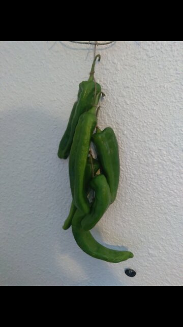 Breaking Magistrate releases....