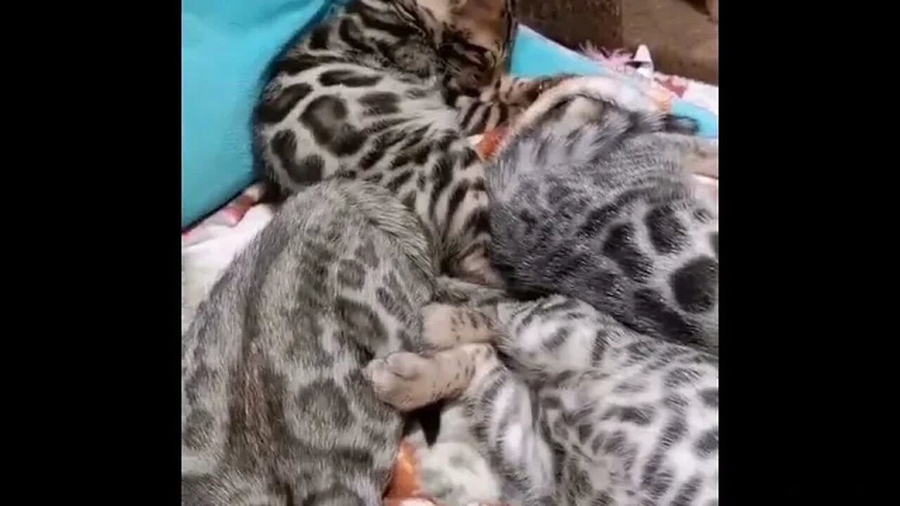 PLAYING CAT VIDEO MEAWWW