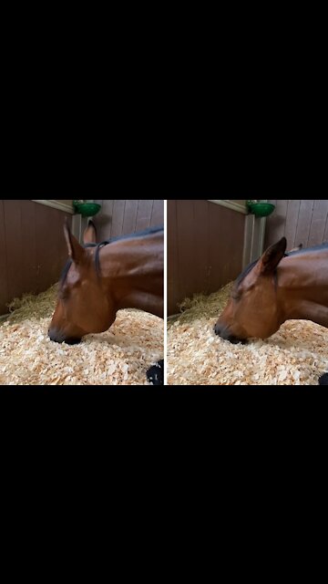 Sleeping horse has very intense dream