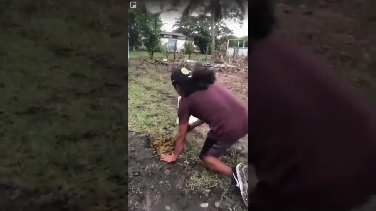 Try to catch a frog, but things don't go as planned #shorts