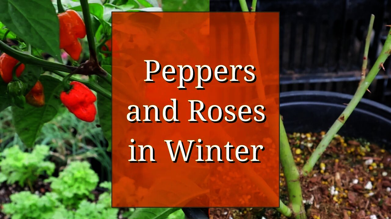 Overwintering Peppers & Roses: Almost the Same!