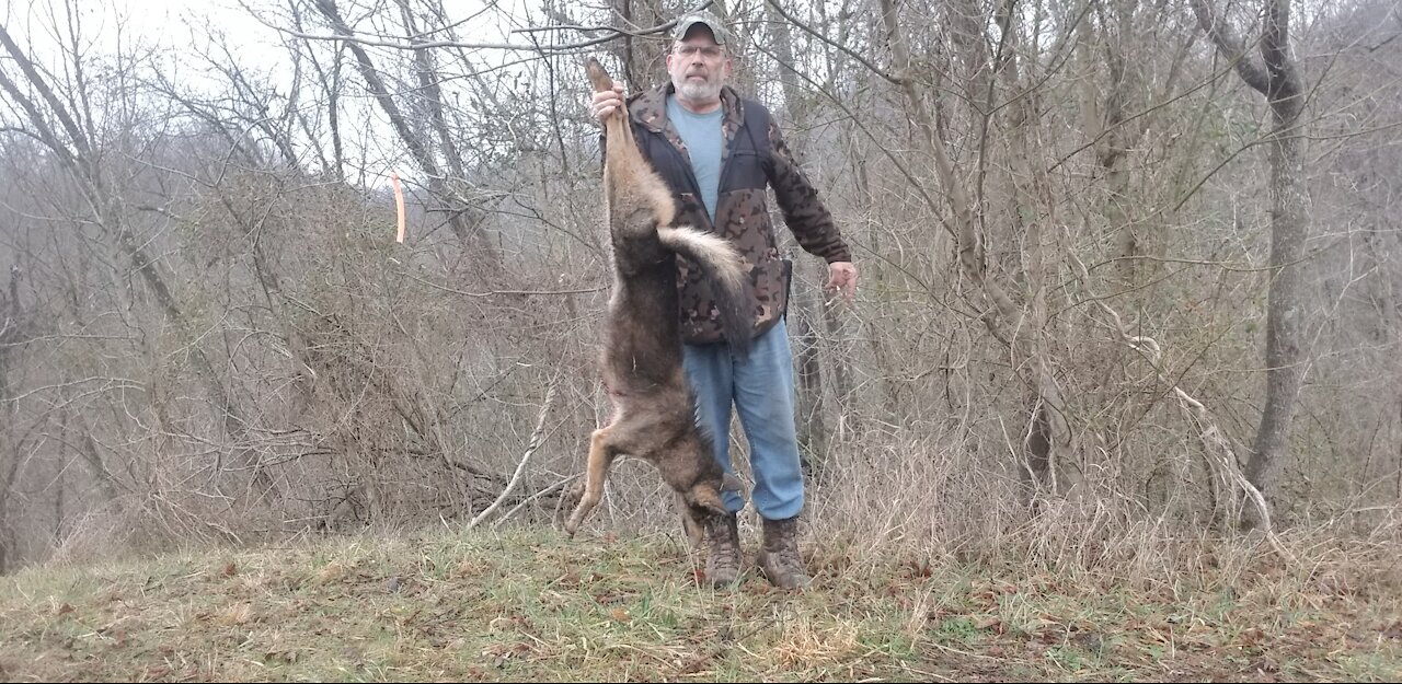 Trapping half black coyote in WV