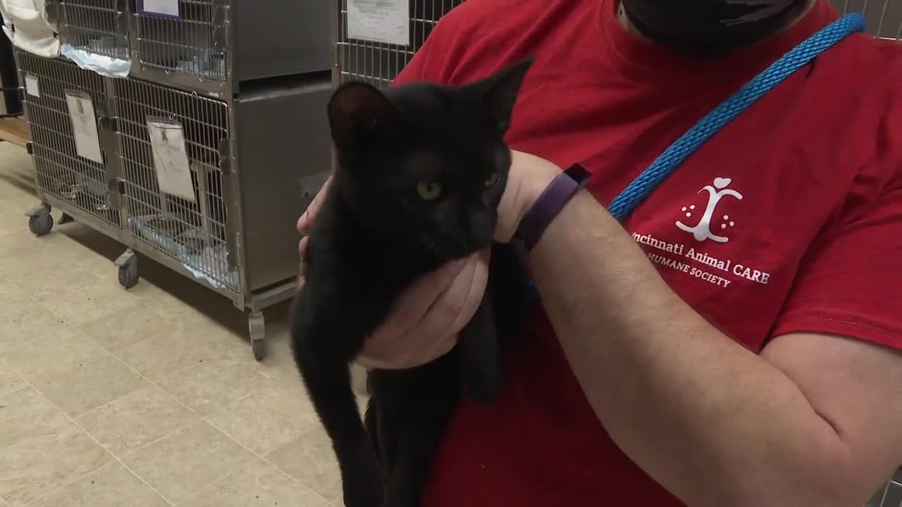 Adopters needed as Hamilton County Animal Shelter fills up