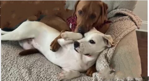 Pair of sweet doggies preciously cuddle with each other
