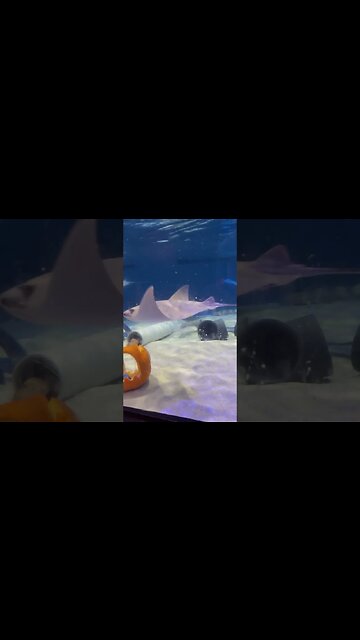 Stingray Petting Tank at #NewOrleans #Audobon #Aquarium