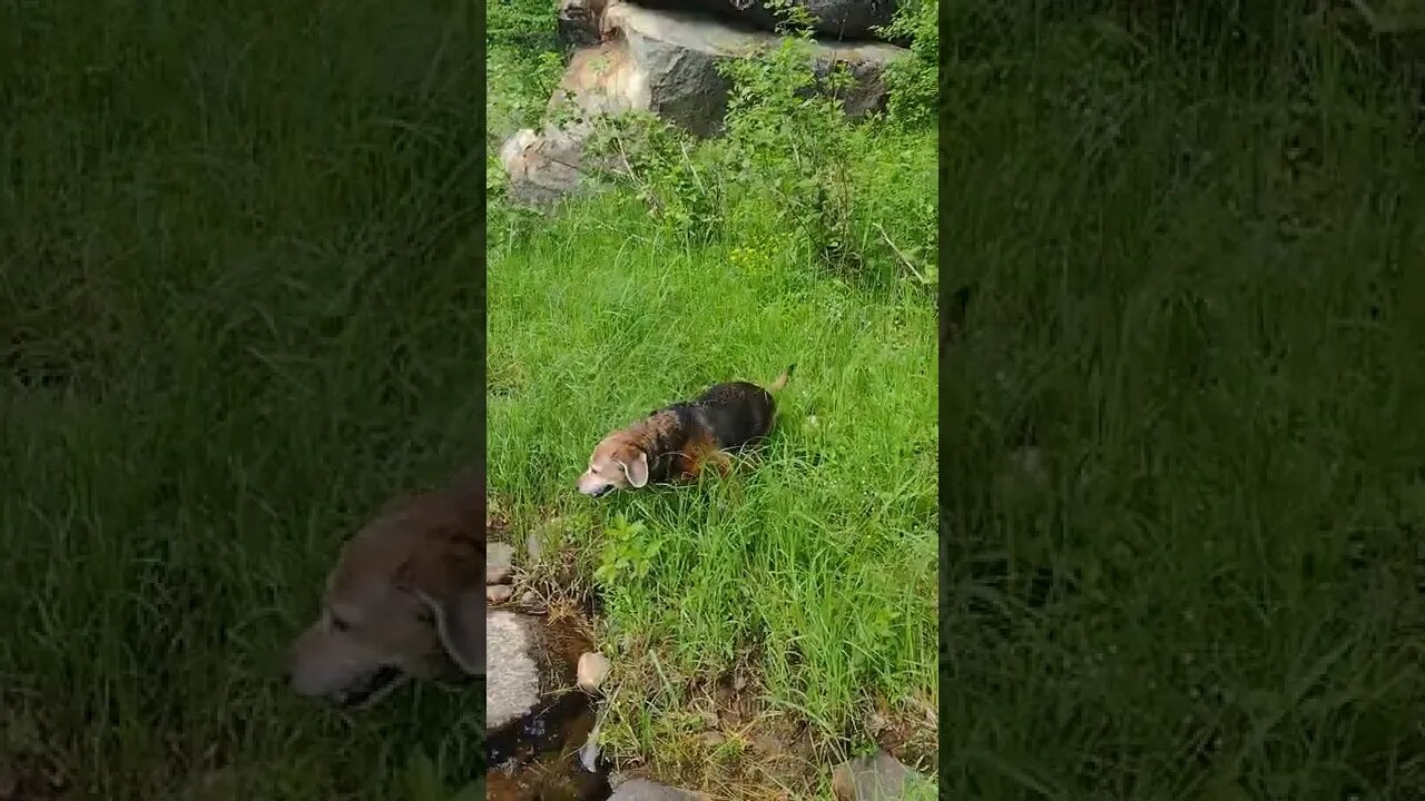 Fat Dogs on the River