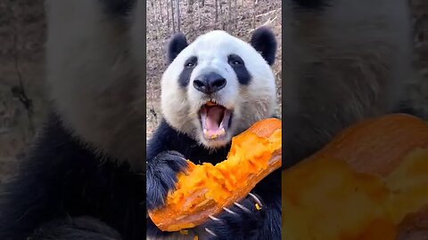 ASMR Panda #panda #eatbamboo