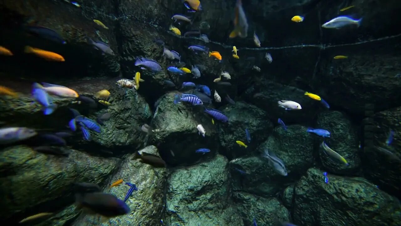 Colored reef fishes