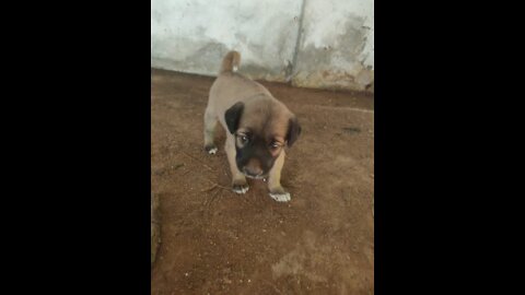 Bondamani puppy in my garage