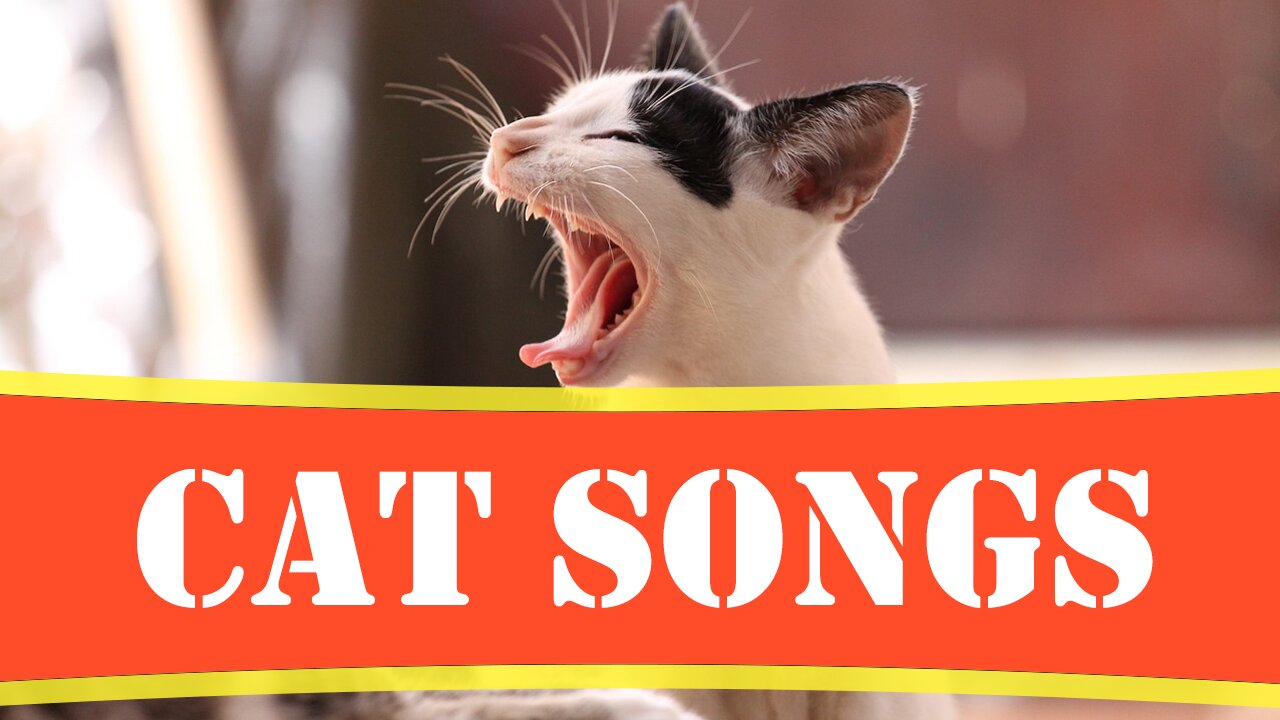 the cat sings